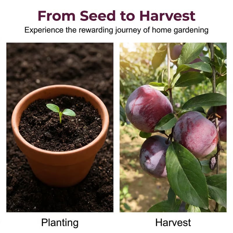⏰VIP Shipping Today Only⏰🍑Heirloom Non-GMO Grafted Plum Tree