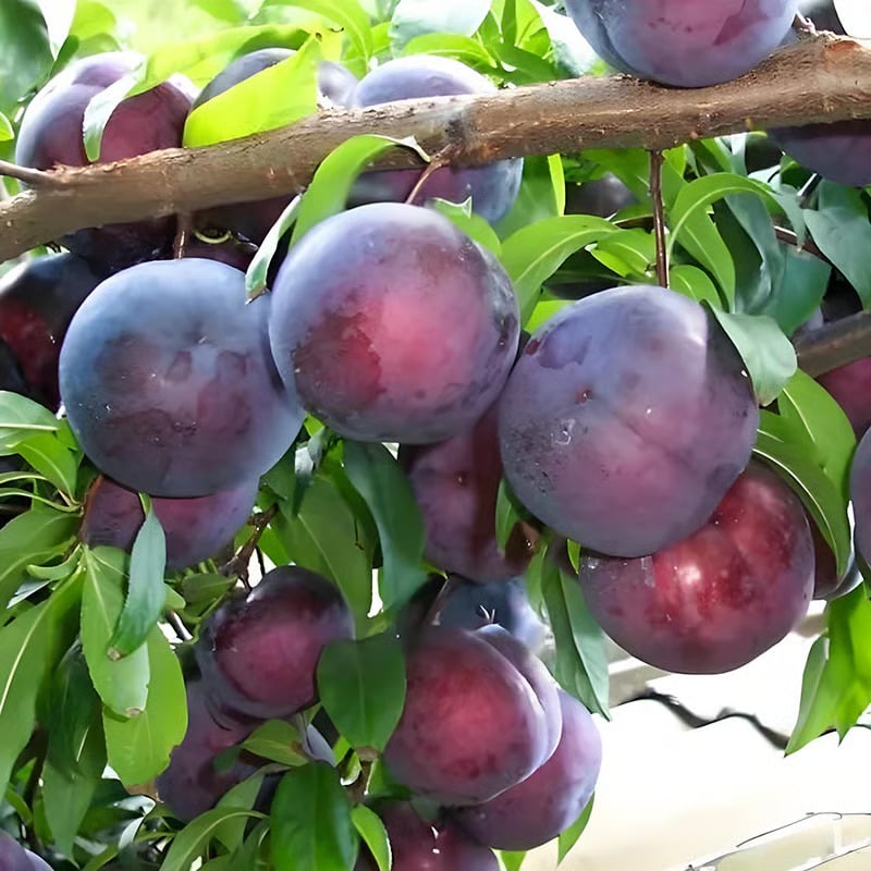 ⏰VIP Shipping Today Only⏰🍑Heirloom Non-GMO Grafted Plum Tree